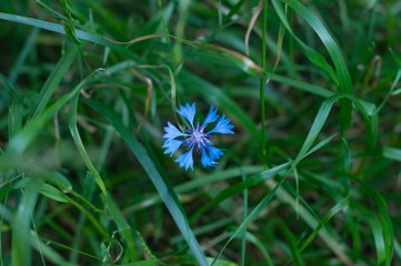 Blue cornflower on a background of green grass