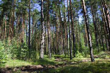 Obraz premium In the forest in summer