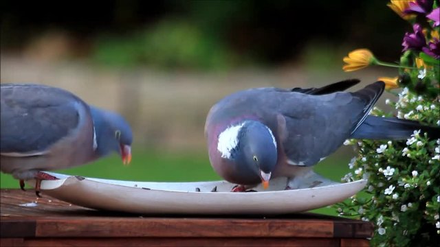 Pigeon in the garden on feeding place

