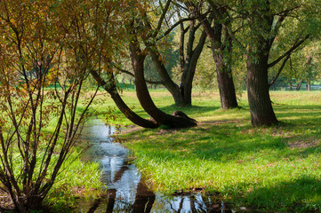 Stream in the forest