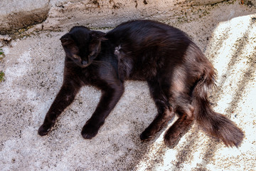 Black cat lies on the floor