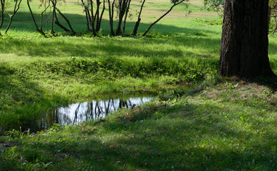 Stream in the forest