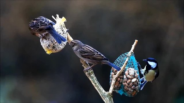 feeding wild birds in winter 

