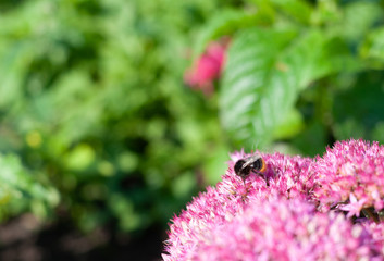 Bumblebee sitting on a pink flower