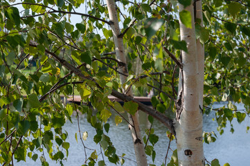 The trunk of a birch on a background of the pond