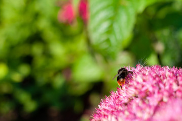 Bumblebee sitting on a pink flower