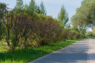 Pedestrian and Bicycle path passing through the Park