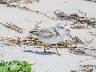 Piping Plover on Harding's Beach