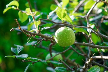 Apple in green color on branch ready to be harvested, outdoors, selective focus