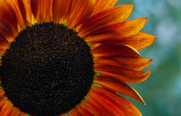 Decorative sunflower close-up