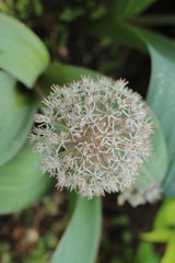 Allium Czosnek karatawski © Perovskia