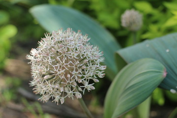 Allium Czosnek karatawski © Perovskia