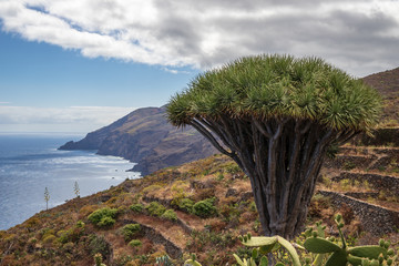 Canary Islands dragon tree (Dracaena draco)