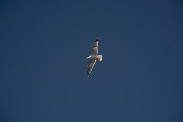Möwe am klaren blauen Himmel
