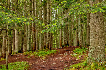 Evergreen forest. Montenegro