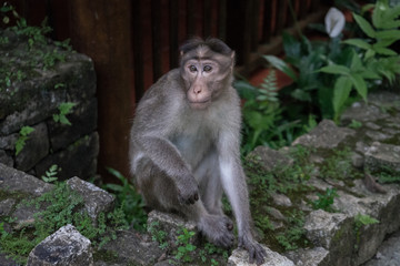 Affe