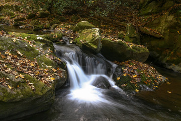 Fototapeta na wymiar Autumn morning at Roaring Fork stream in the Great Smoky Mountain National Park
