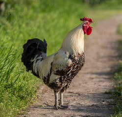 Chicken male on a green field with open bill (Gallus gallus domesticus)
