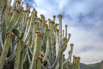 green cactus shrub in the mountains close-up on a background of mountains and blue sky