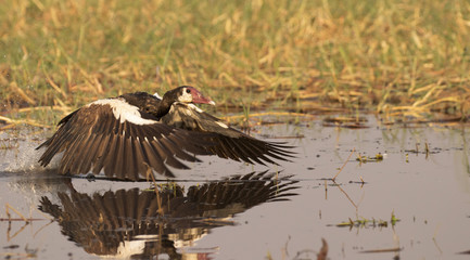 Spur-winged goose in Chobe National Park