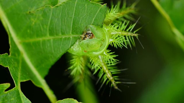 Caterpillar eating leaf in forest, Thailand.
