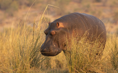 Hippo in Chobe National Park