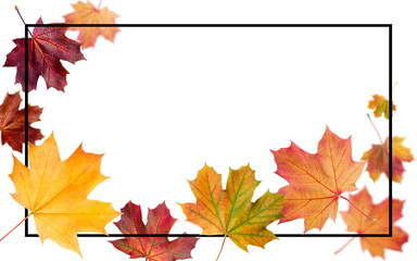 Naklejka na ściany i meble Autumn falling leaves. Autumnal foliage fall and poplar leaf flying in wind motion blur. Autumn design. Templates for placards, banners, flyers, presentations, reports.