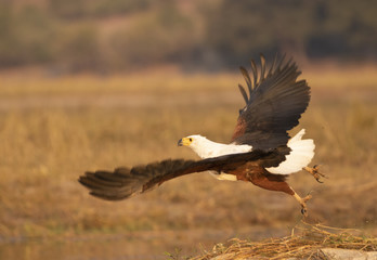Fish Eagle in Chobe National Park