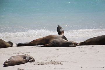 Fototapeta premium Seals on beach in Galapagos Island