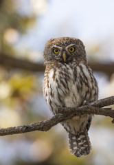 Bird in Chobe National Park