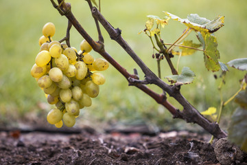 Close-up of vine branch with green leaves and isolated golden yellow ripe grape cluster lit by...