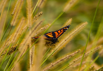 Monarch Butterfly Hiding in Grass