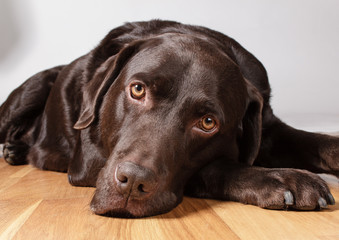 Chocolate Labrador Dog in Studio on wooden floor