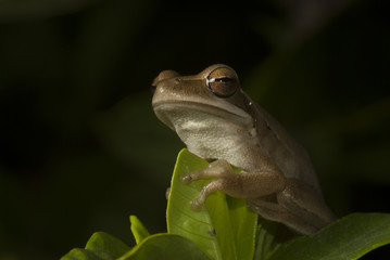 Tree frog