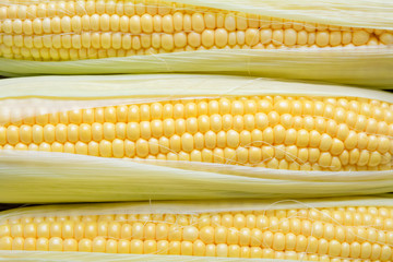 Background of grains of fresh ripe sweet corns closeup.
