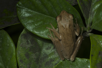 Tree frog (Hyla pucella)