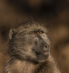 Baboon in South Africa