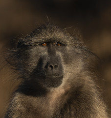Baboon in South Africa