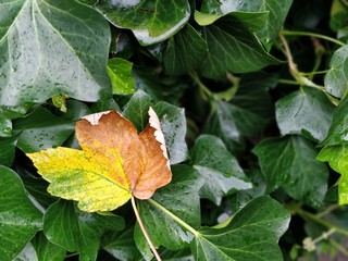 Autumn yellow and orange leaf lying on top of green leaves