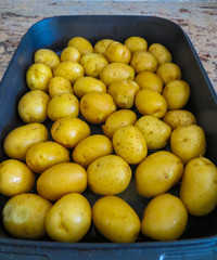 young, delicious potatoes in the form for baking, poured with olive oil