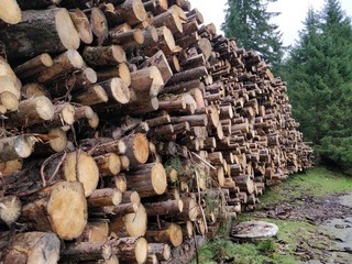 A big pile of logs 2
