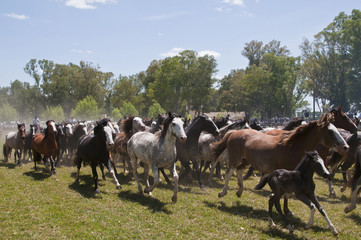 Fototapeta na wymiar Herd of horses