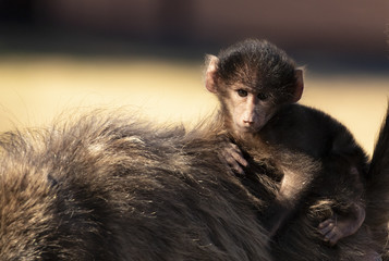 Baboon family in South Africa