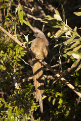 Bird in Chobe National Park