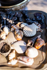 sea shells on a wooden table