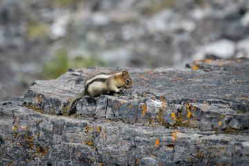 Ground squirrel in Banff National Park
