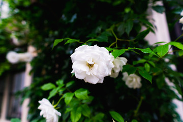 White rose and flowers with other green leafs near