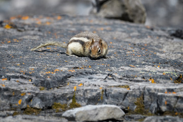 Ground squirrel in Banff National Park