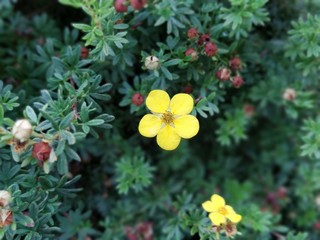 Yellow Flower in a center of a bush