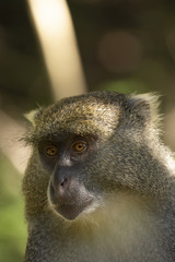 Samango Monkey